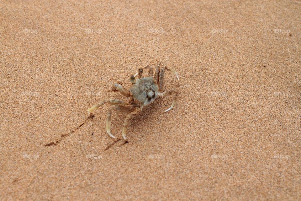 Crab