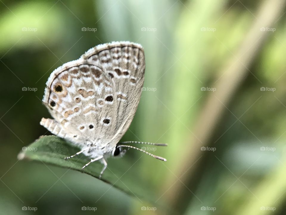 A butterfly on plant leaves photo was taken just a second before he or she moved