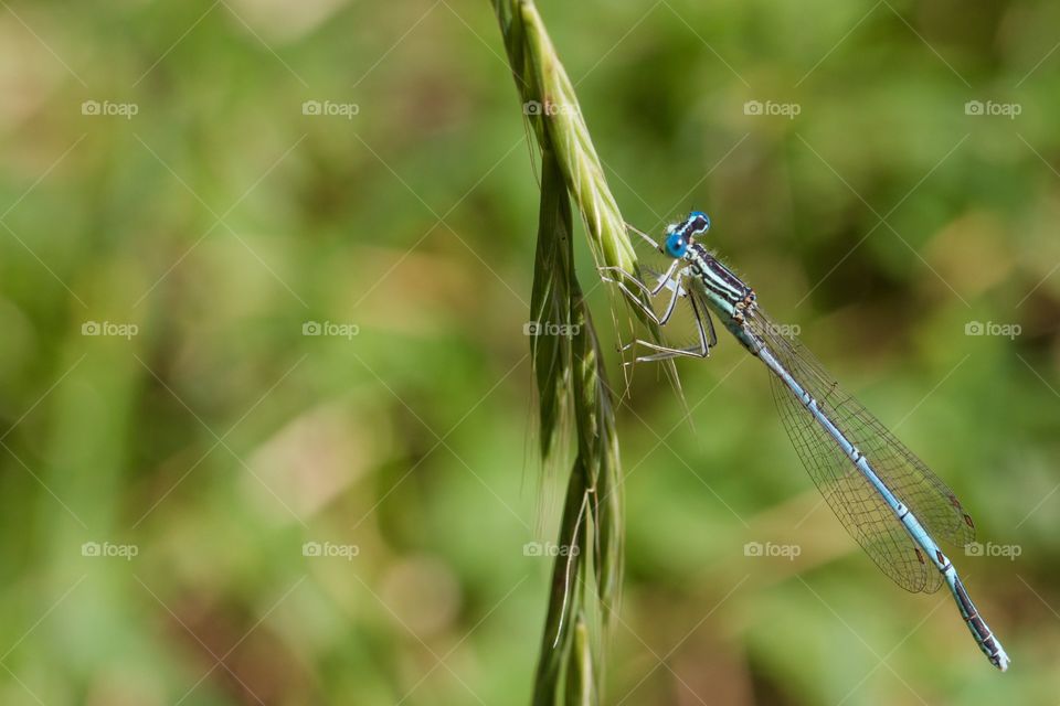 Close-up of damselfly on grass