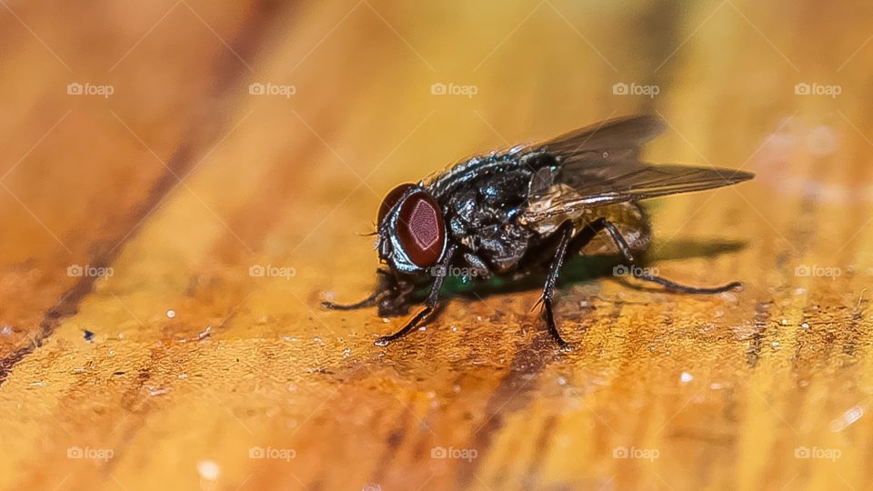 housefly 