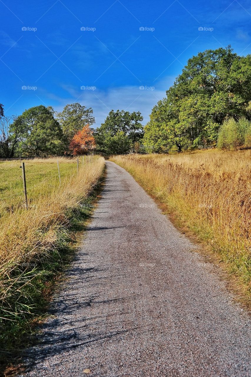 Autumn landscape