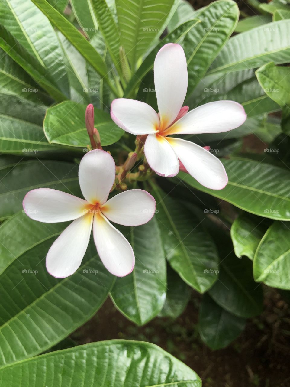 Hawaiian plumaria on the Big Island. The colors span for pink, to yellow, to white. 