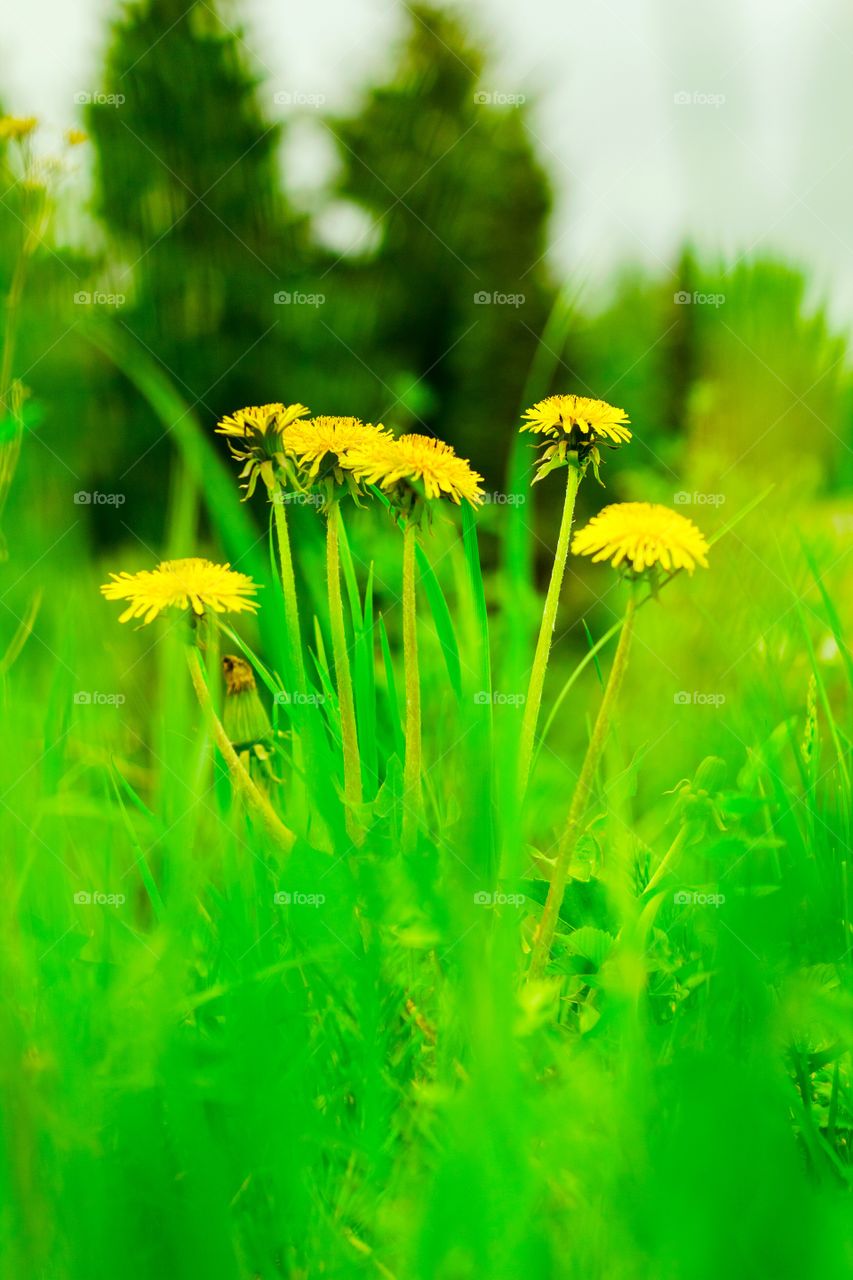 Blooming yellow flowers