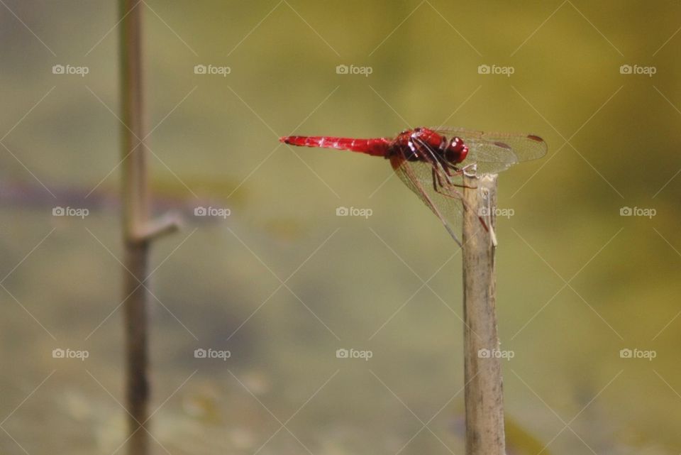 Red-veined Darter