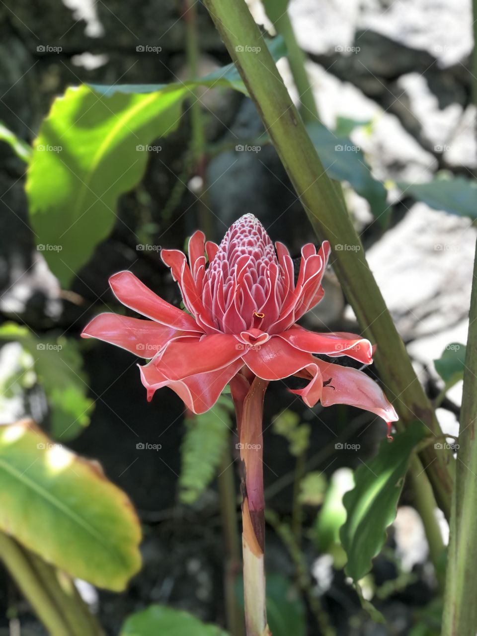 Bastão do Imperador