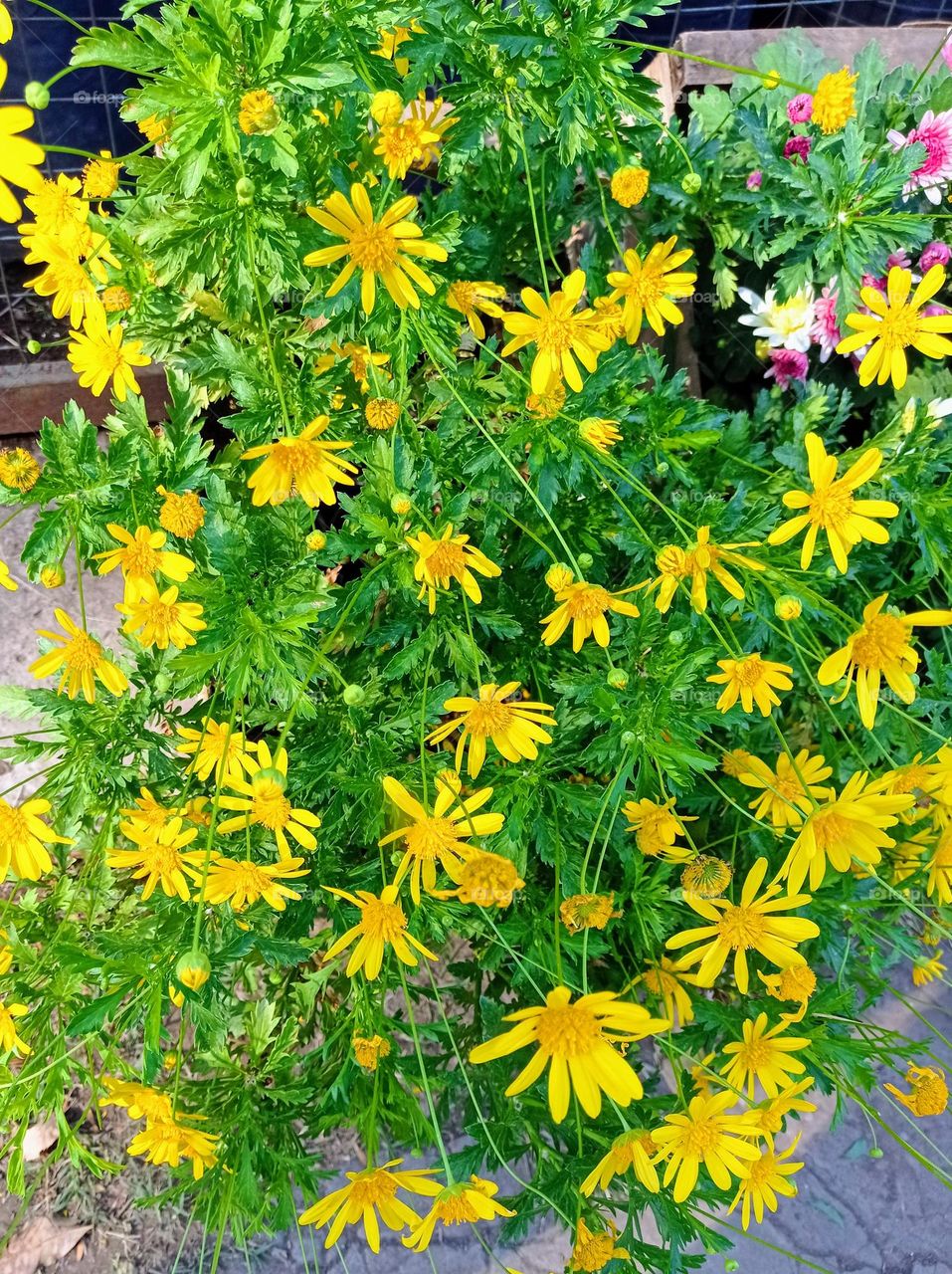 these yellow daisies are ready to plant / estás margaritas están listas para plantar