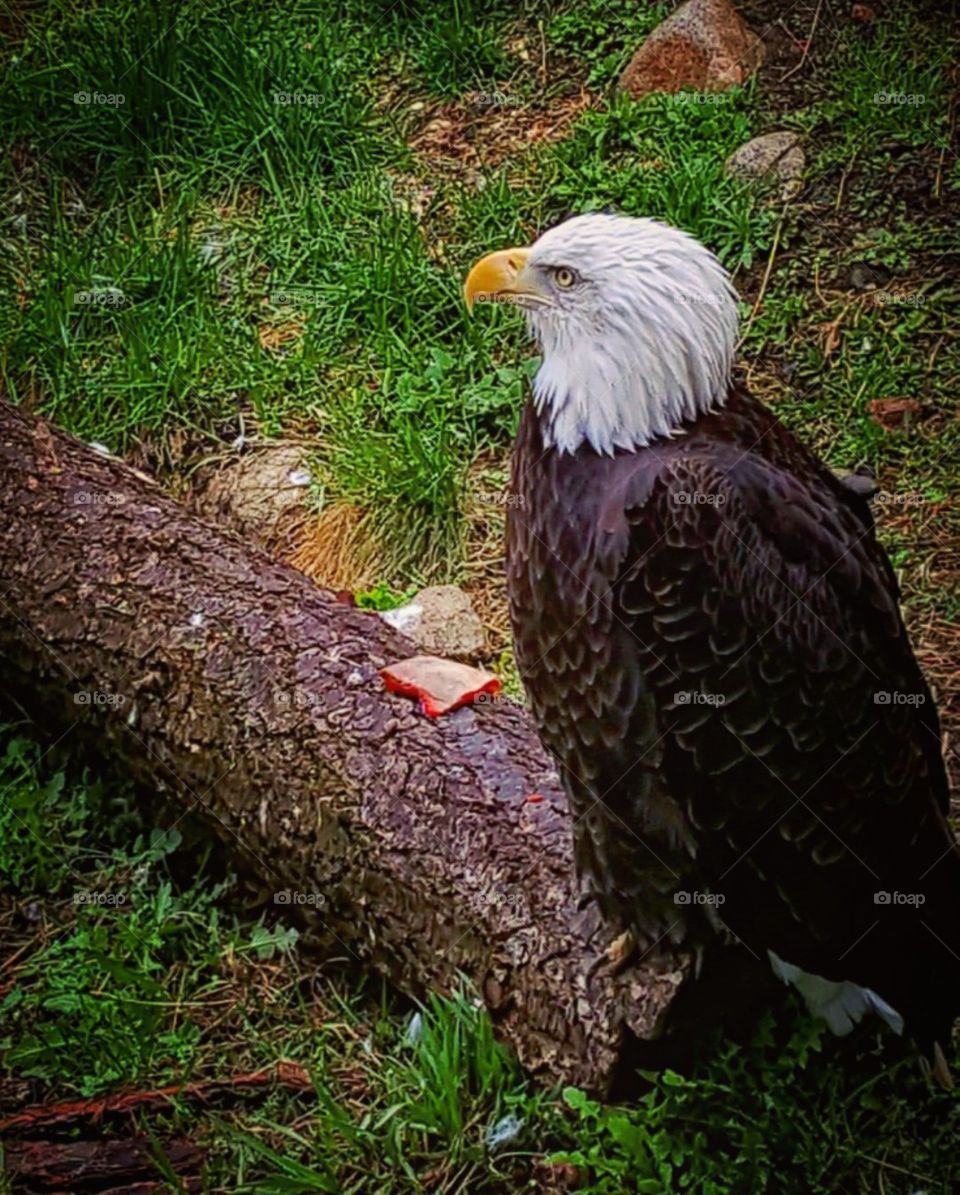 Free Like An Eagle 🦅
📍British Columbia , Canada