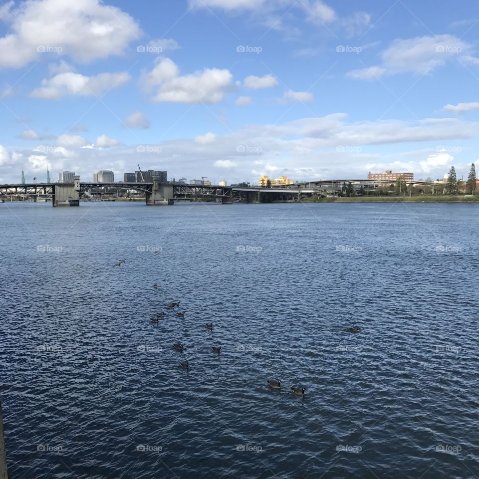 Ducks in the river
