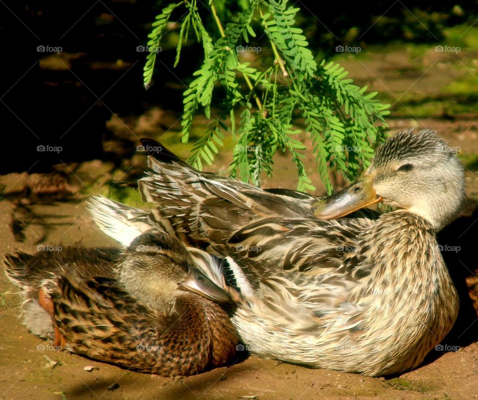 Mother Mallard and her Duckling