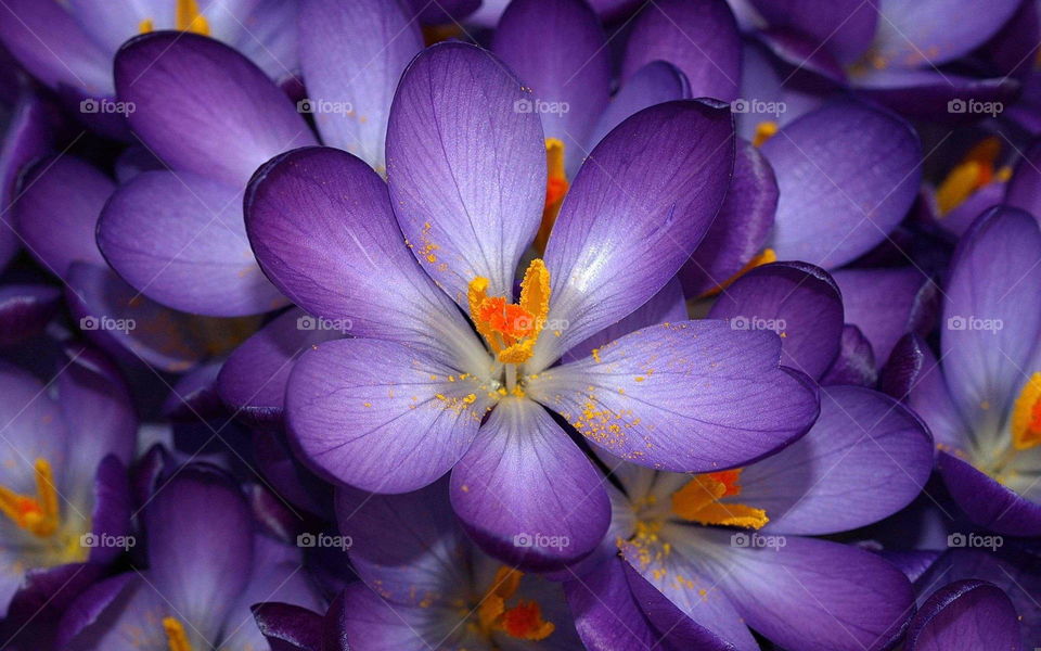 Purple Crocus 