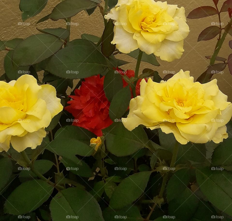 yellow roses our garden