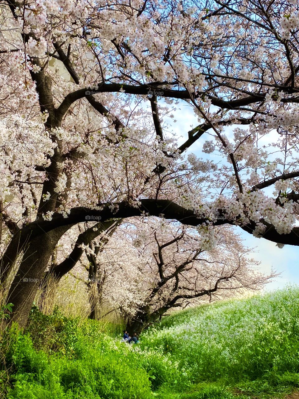 Tokyo’s cherry blossoms in full bloom this week. Who wouldn’t want to picnic under such beauty!
