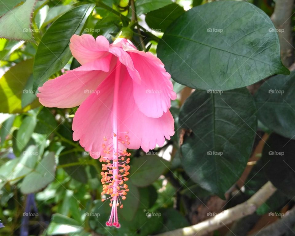 Pink flower on the park