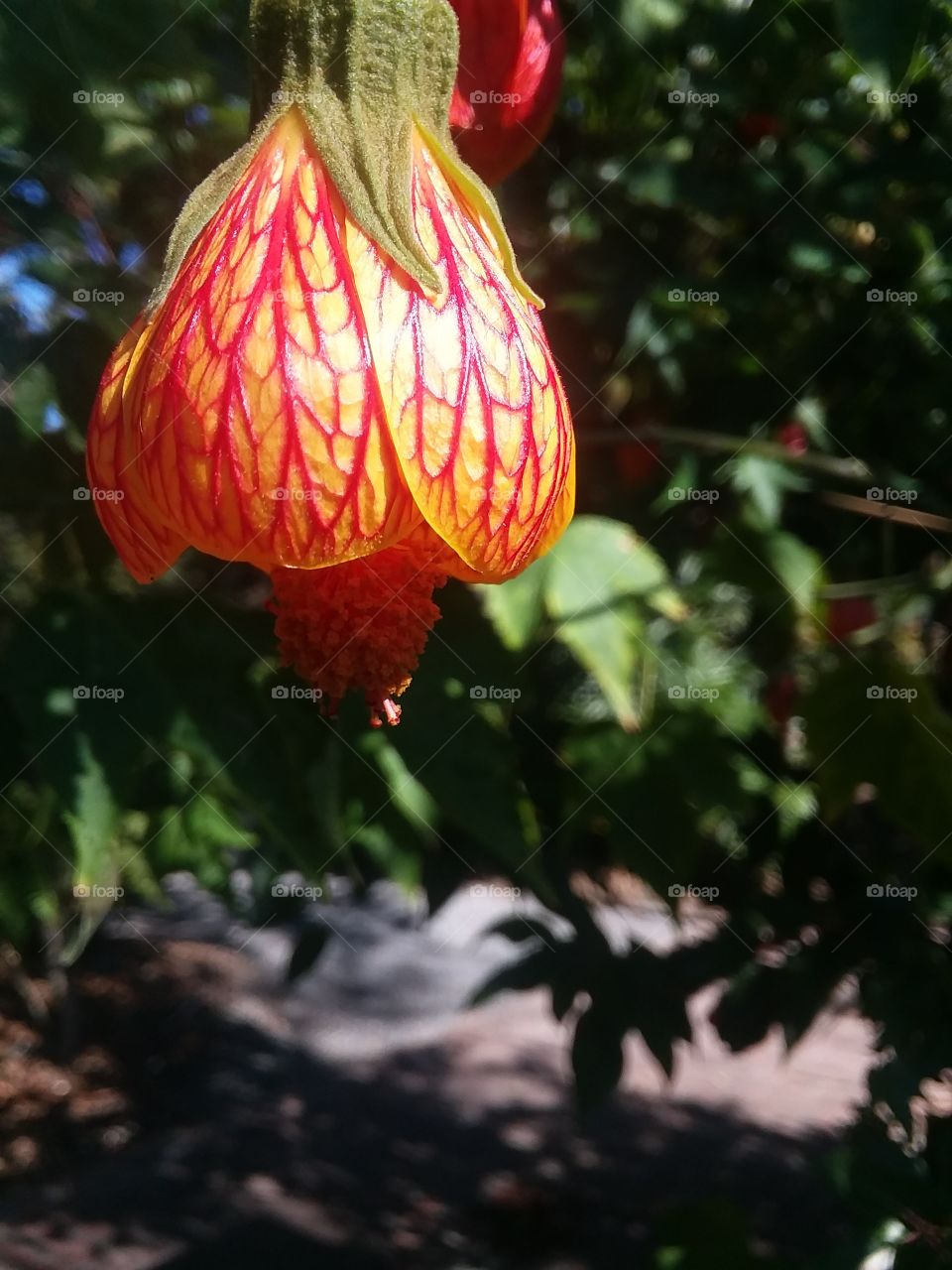 A Vibrant orange hanging bell-like flower.
