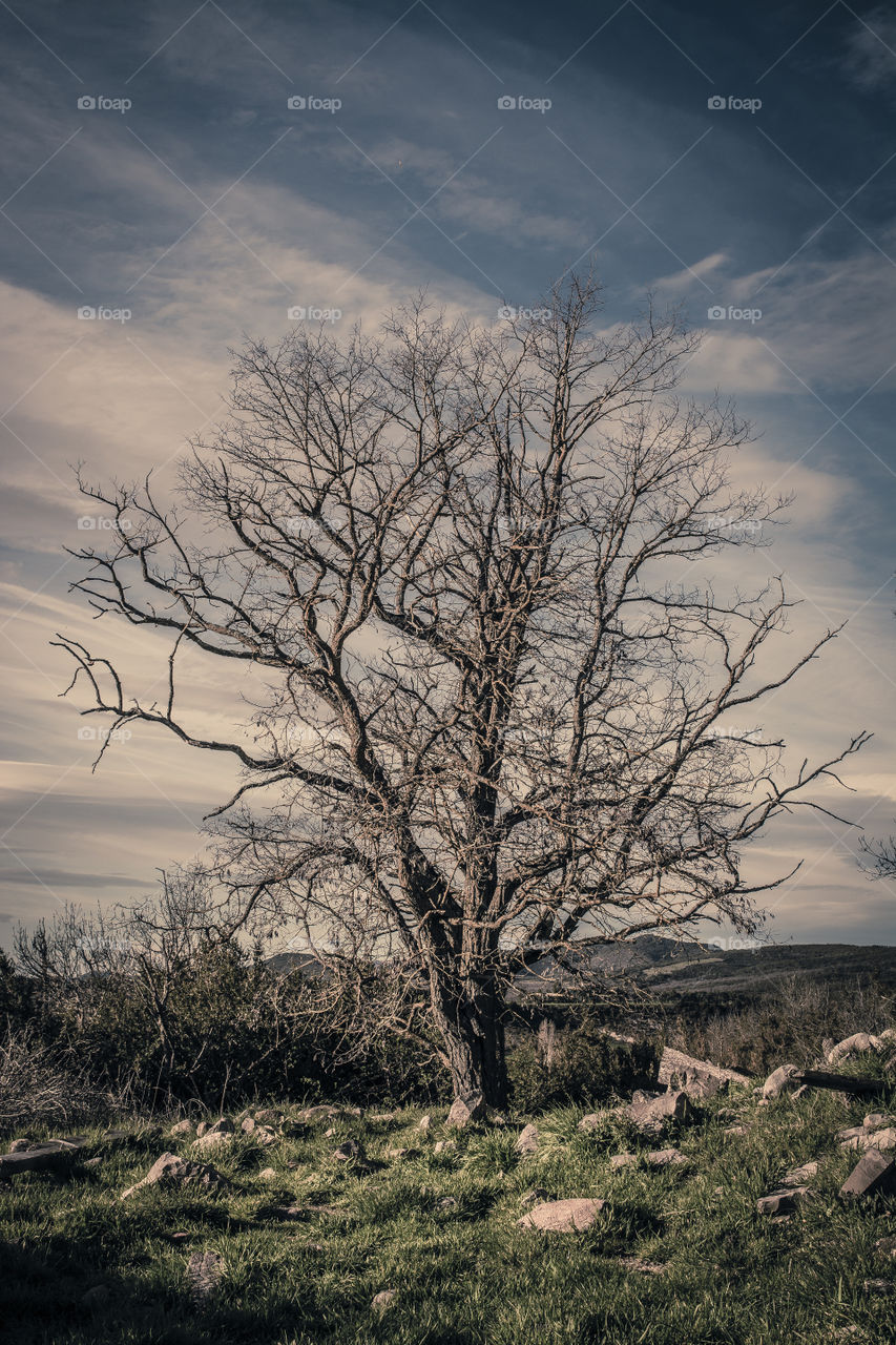 Alone tree in vintage photo