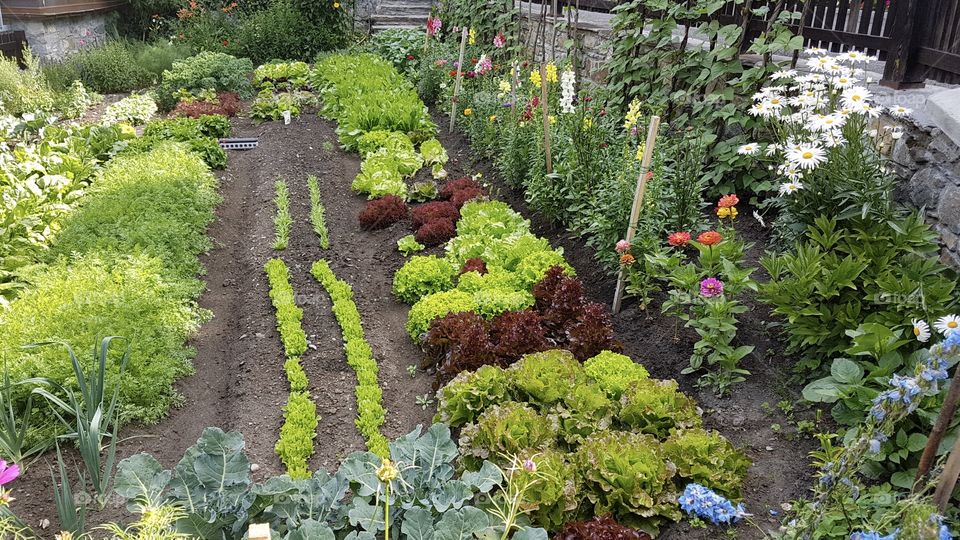 Growing vegetables and flowers in the garden - Odla grönsaker och blommor i trädgårdsland