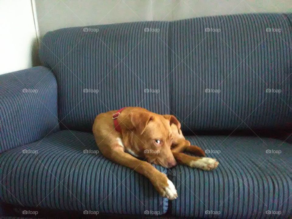 Puppy on the couch