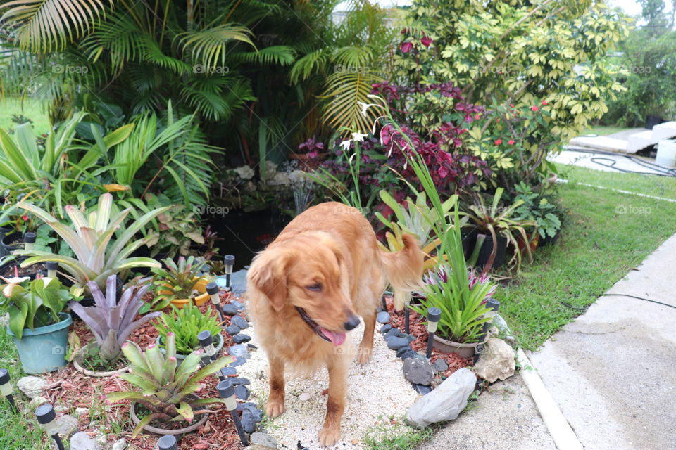 my cute golden retriever