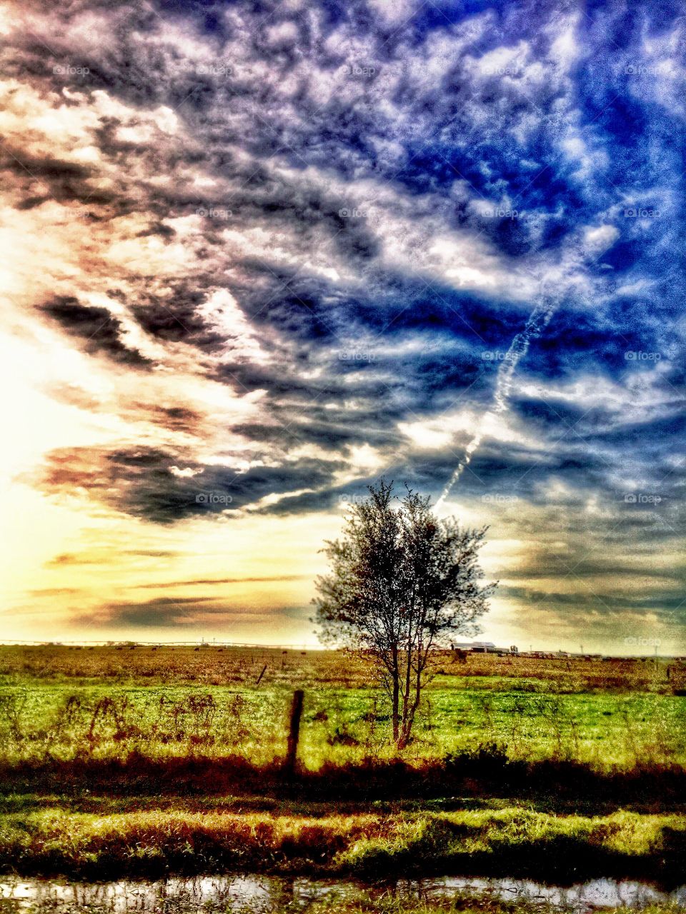 Filtered tree in a field 