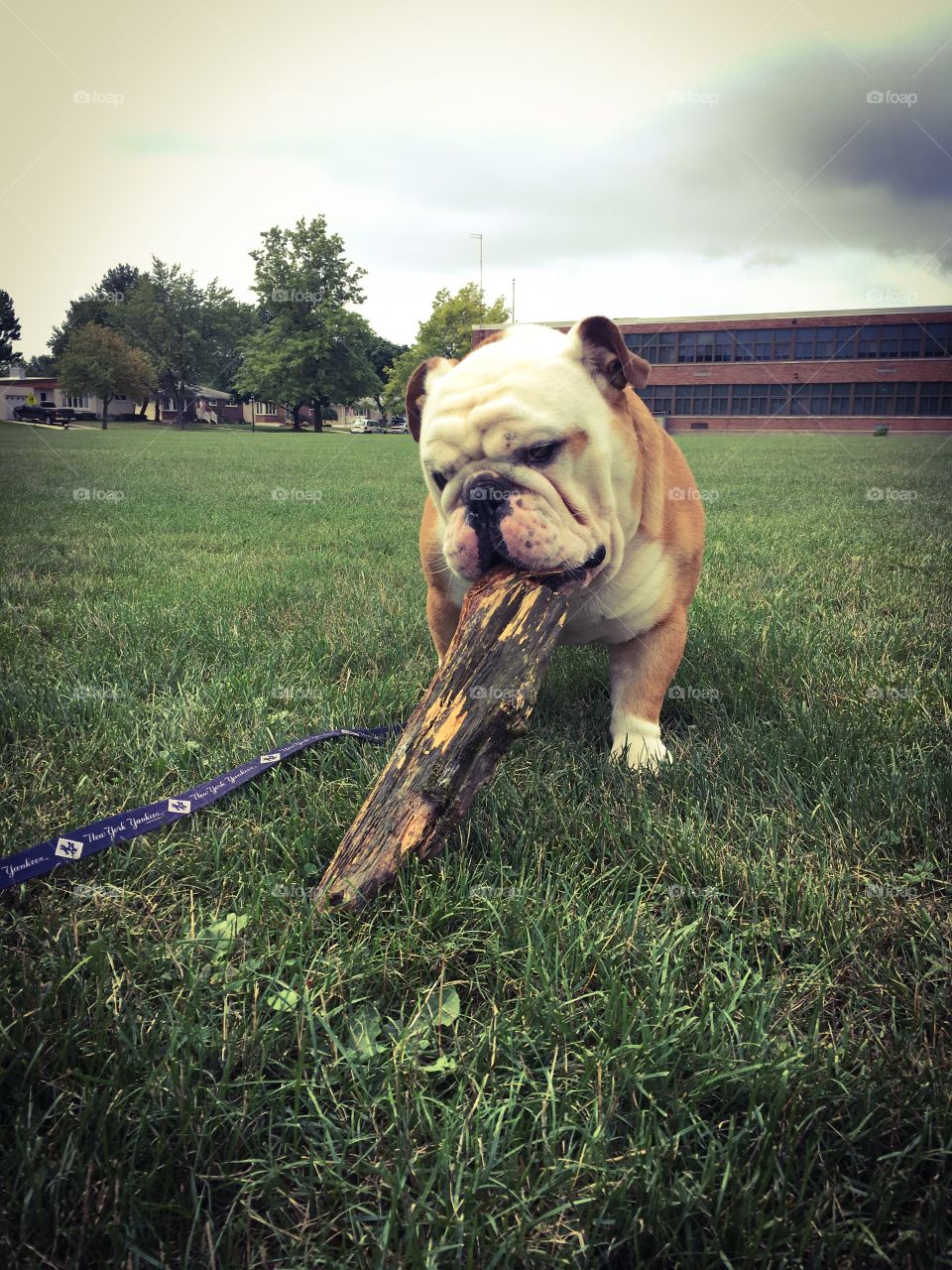 Our English Bulldog Bronx enjoys running around the park with the kids and fetching sticks!! 