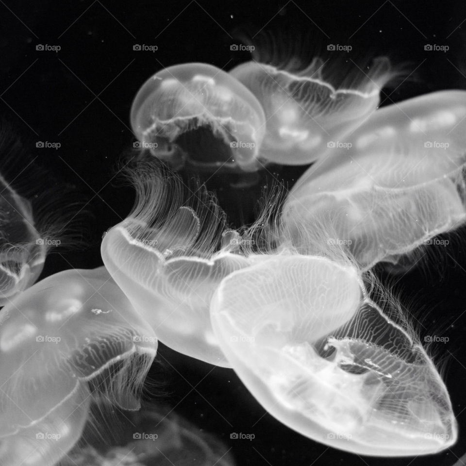 ocean white black aquarium by cindyhodesigns