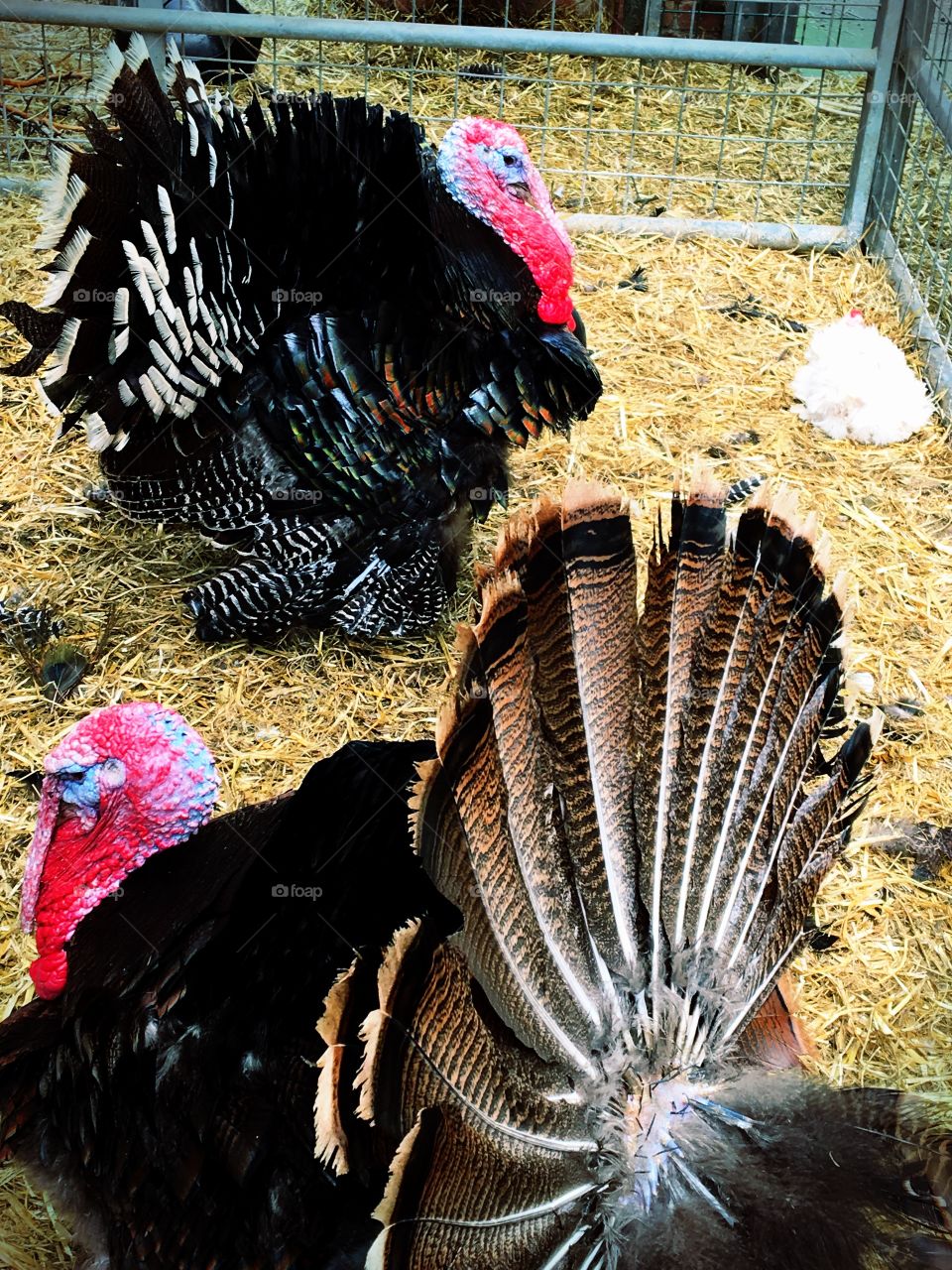 Two plump turkeys in a barn
