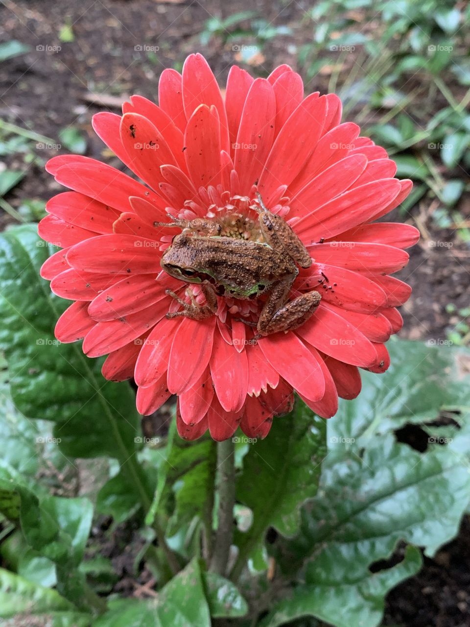 Flower frog!
