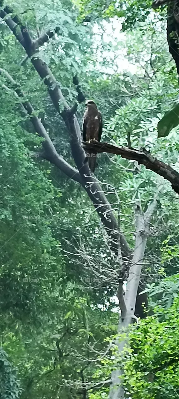 The black kite