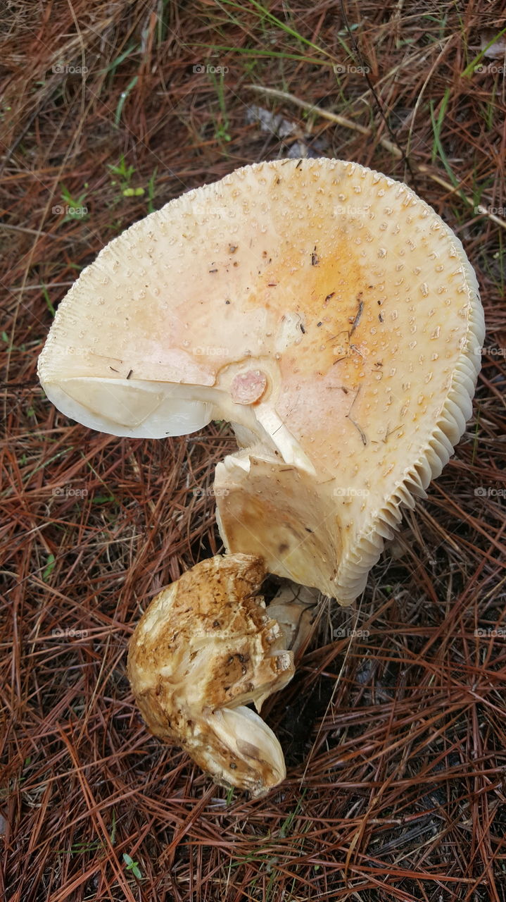 mushroom