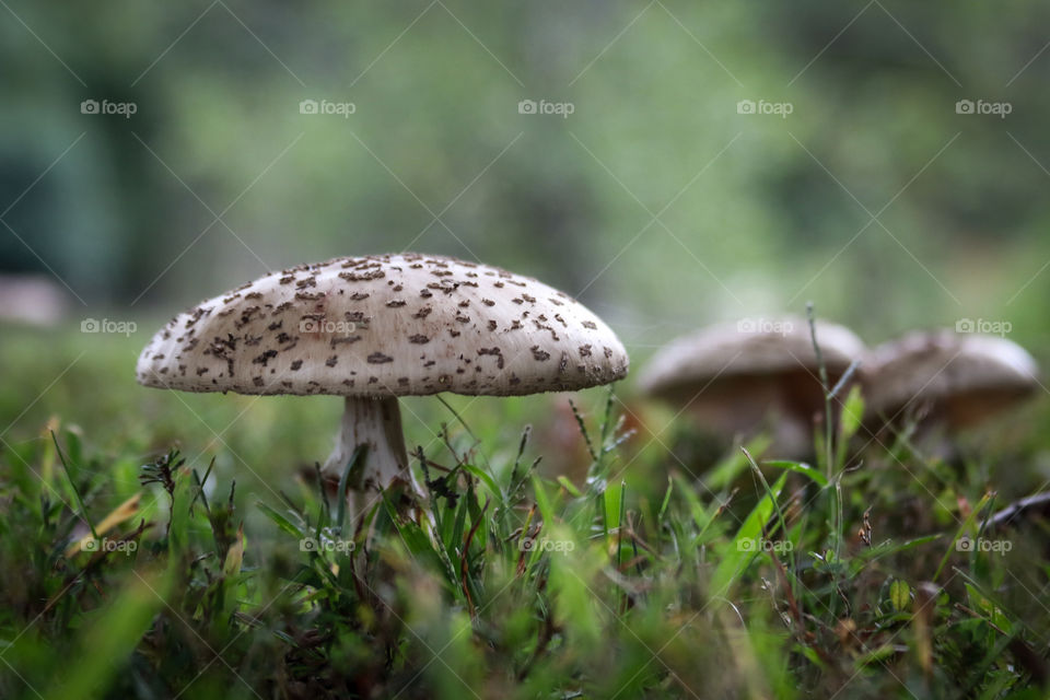 Nature , mushrooms 
