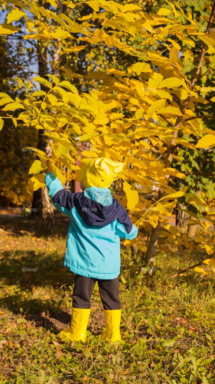 a little boy in a yellow hat and yellow boots stands near an autumn, yellow tree