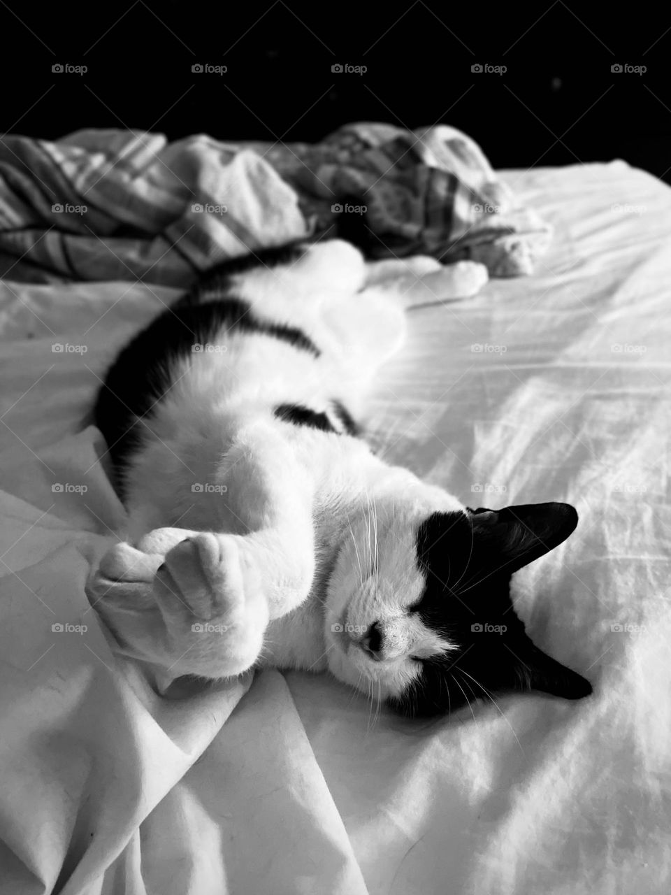Black and white cat stretched out whilst napping. Posing cat that’s front to back. Black and white photo. 