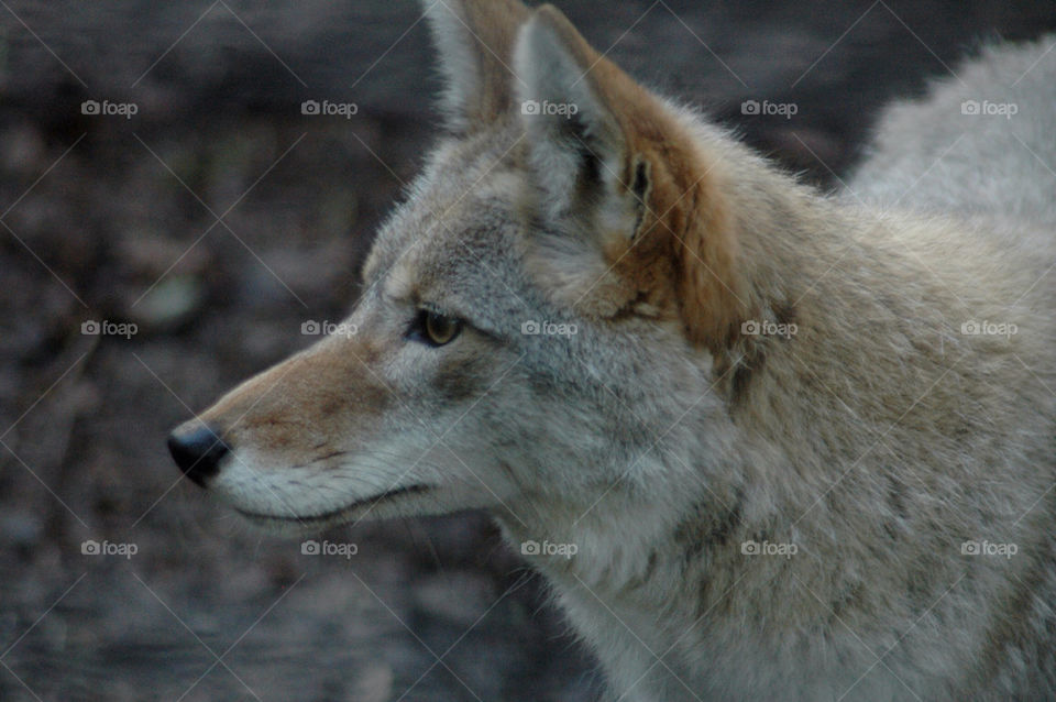 fox animal wildlife wolf by illusionfactory