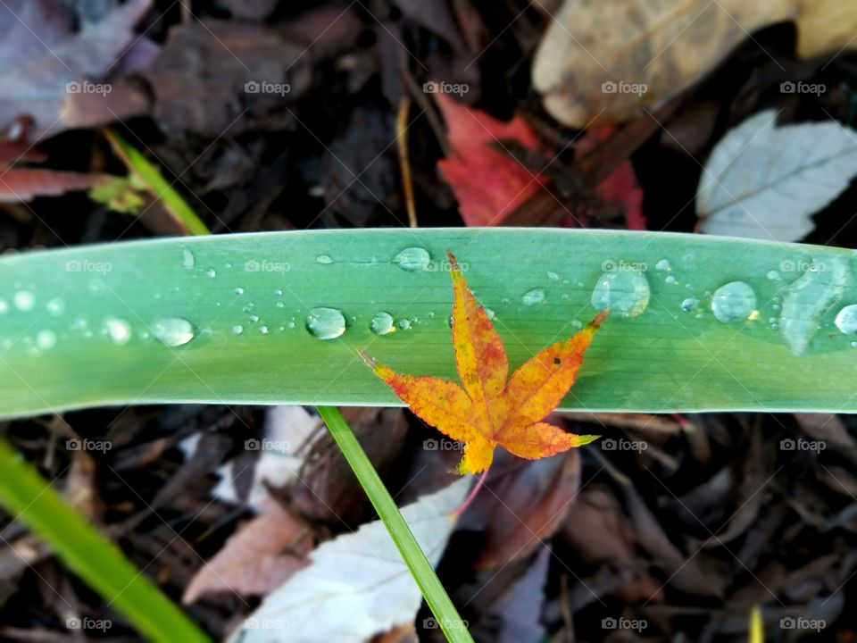 contrasts.  smooth vibrant plant leaf surrounded by autumn leaves.  wayer drops adds to the differences in texture.