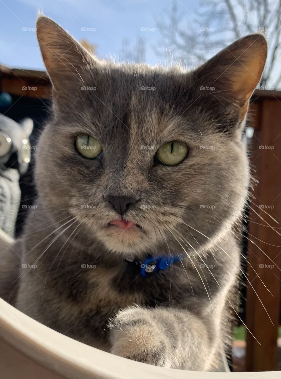 Cats may not speak our language, but they definitely know how to communicate! Cat’s got her own tongue, in this case! 