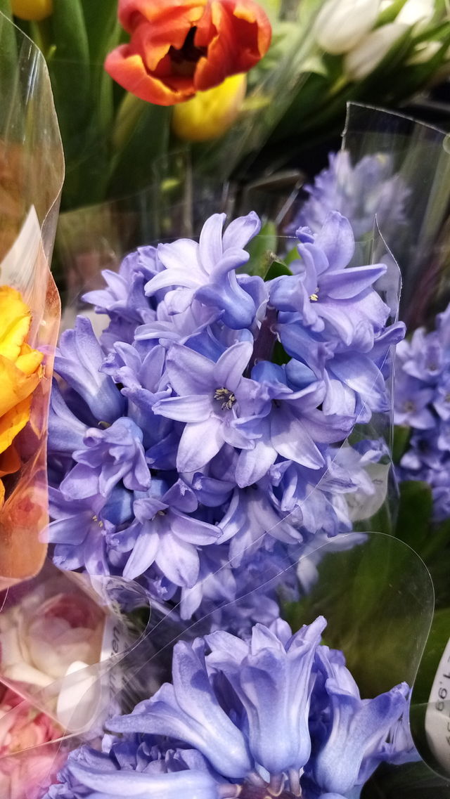 Blumen Deutschland