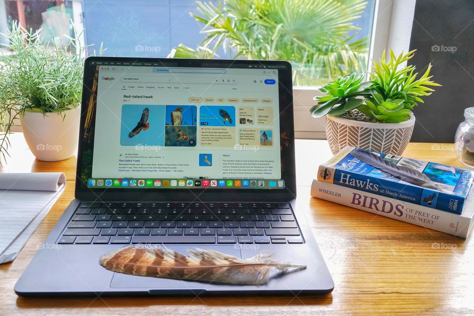 Working on bird identification at my desk