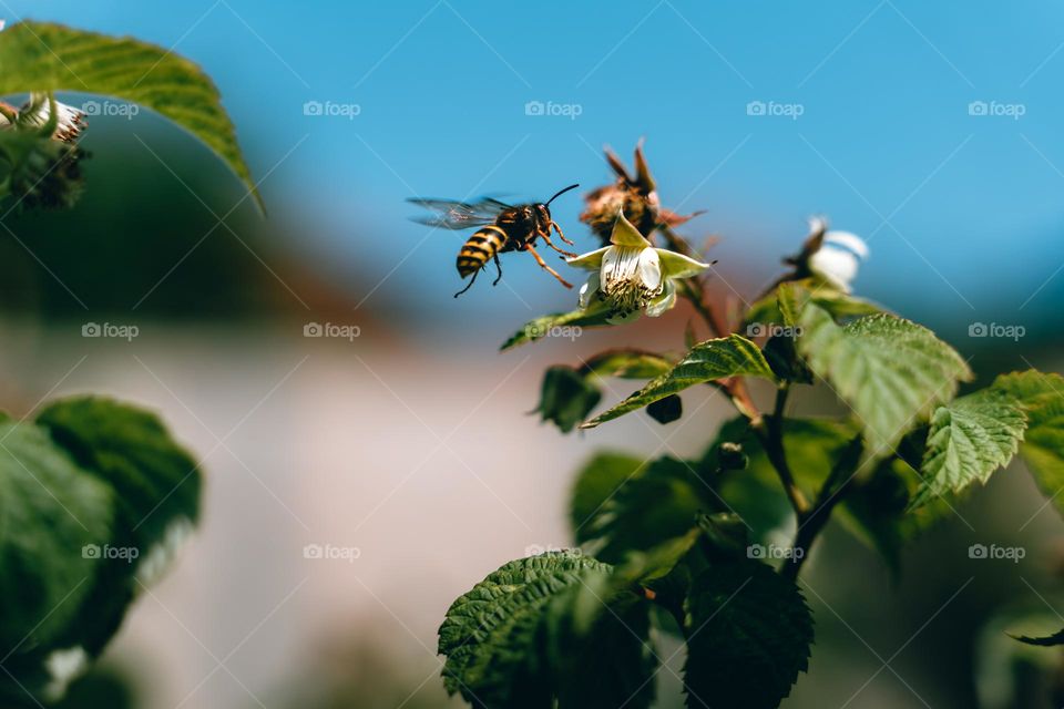 A flying wasp