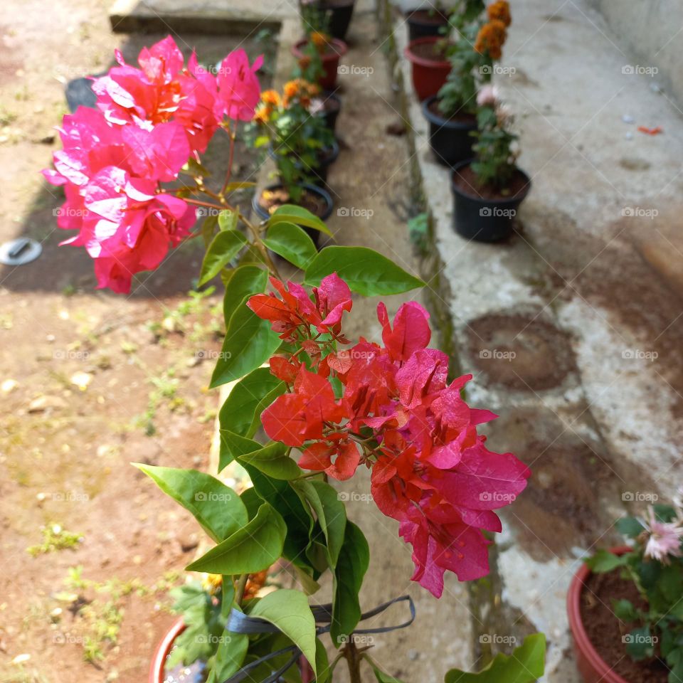 Bougainvillea Glabra is a plant that has an irregular stem shape and does not grow straight up.