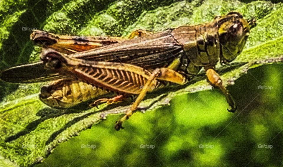 A grasshopper resting gently on a leaf in the woods of South Georgia. 