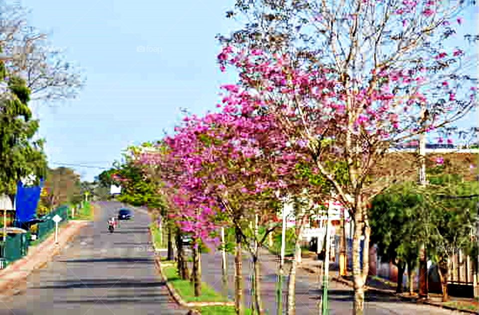 Ipês floridos I