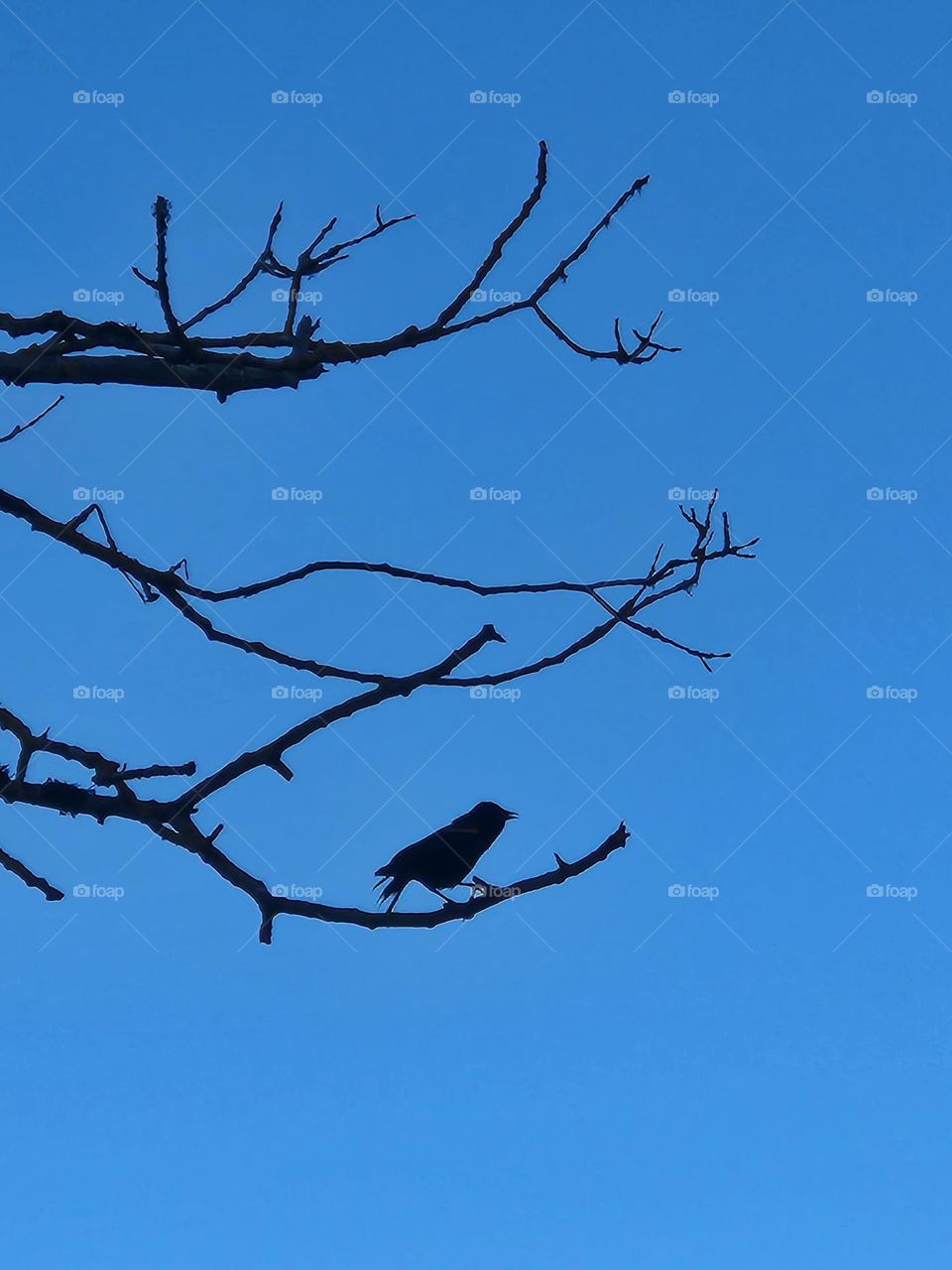 small black bird on tree branches against blue sky