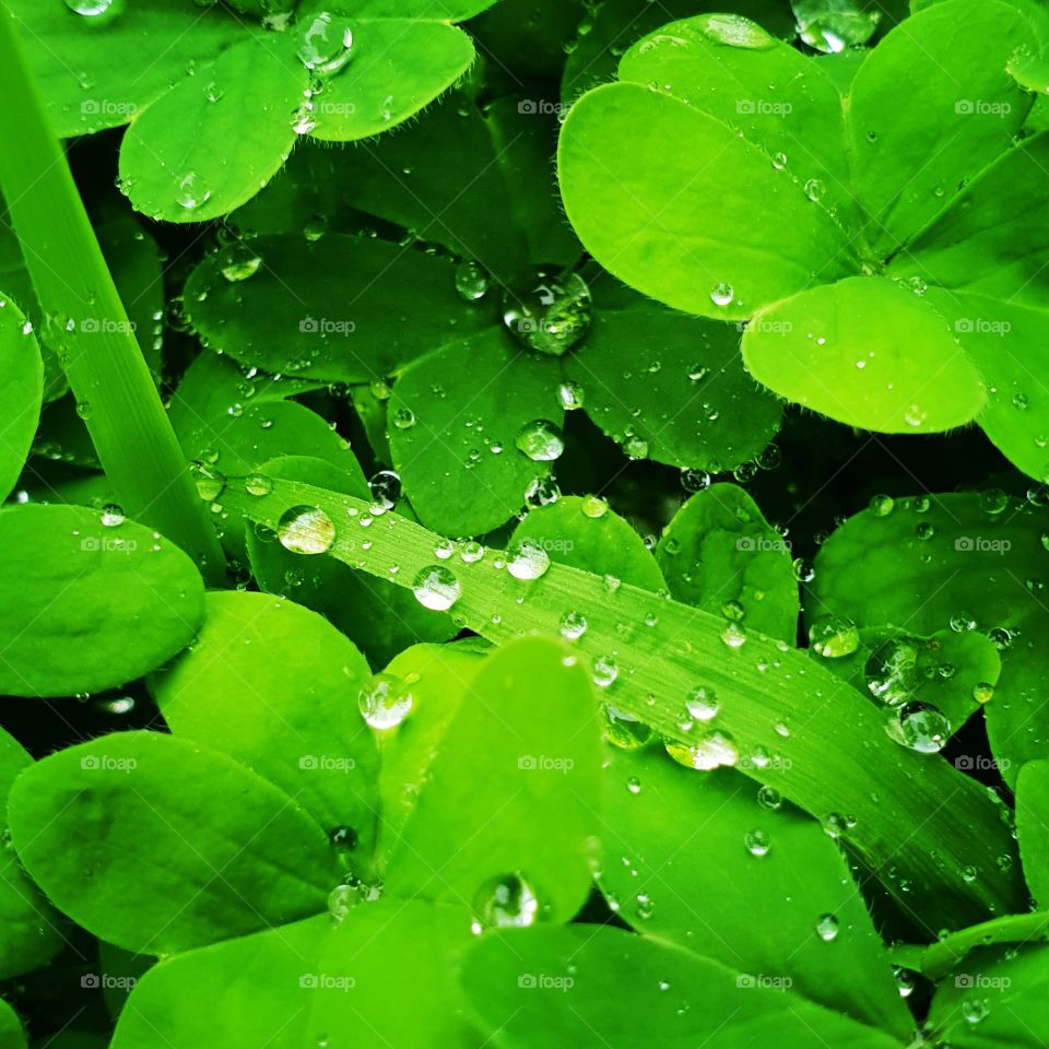 Vibrant green dewdrops leaves and clovers.