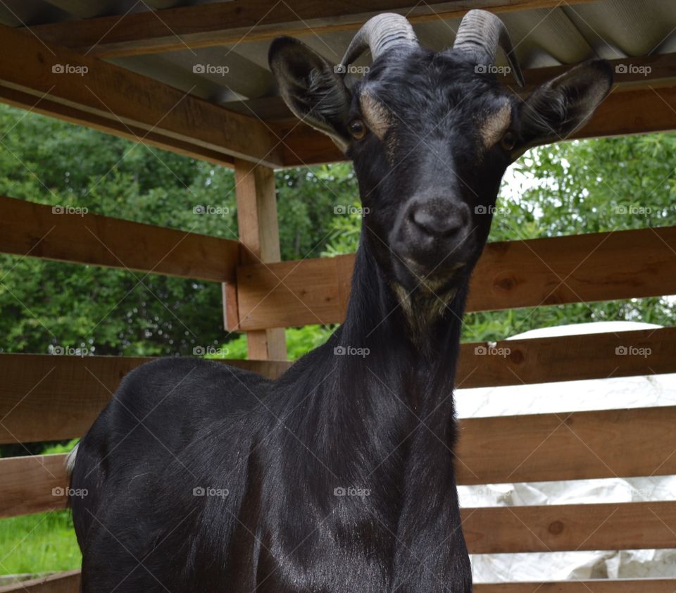 goat in the paddok