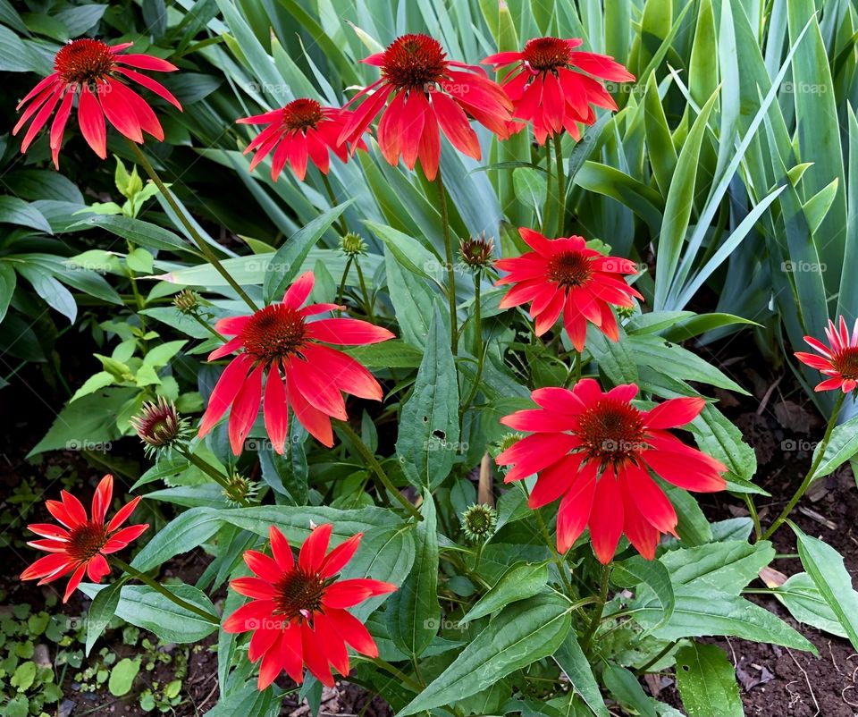 Beautiful red echinacea 