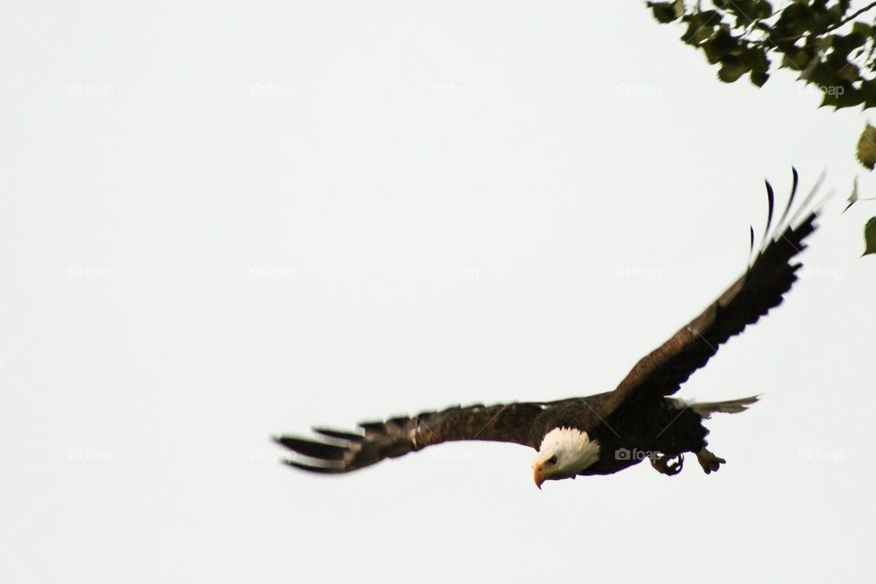 Bald eagle flying in sky