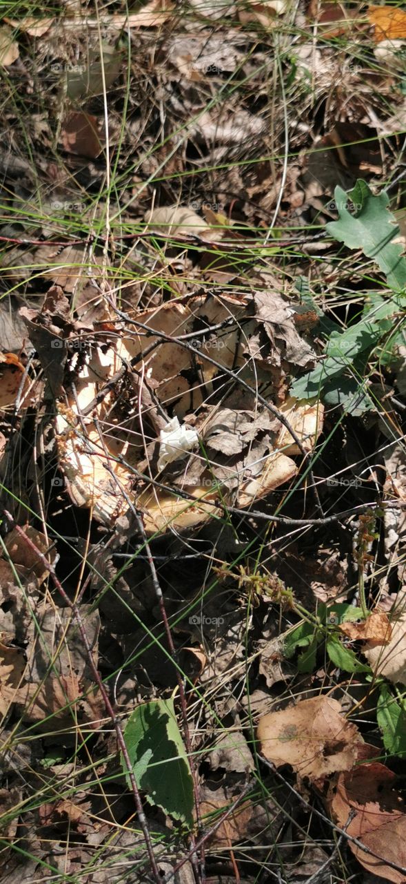 Mushrooms day part details capture life