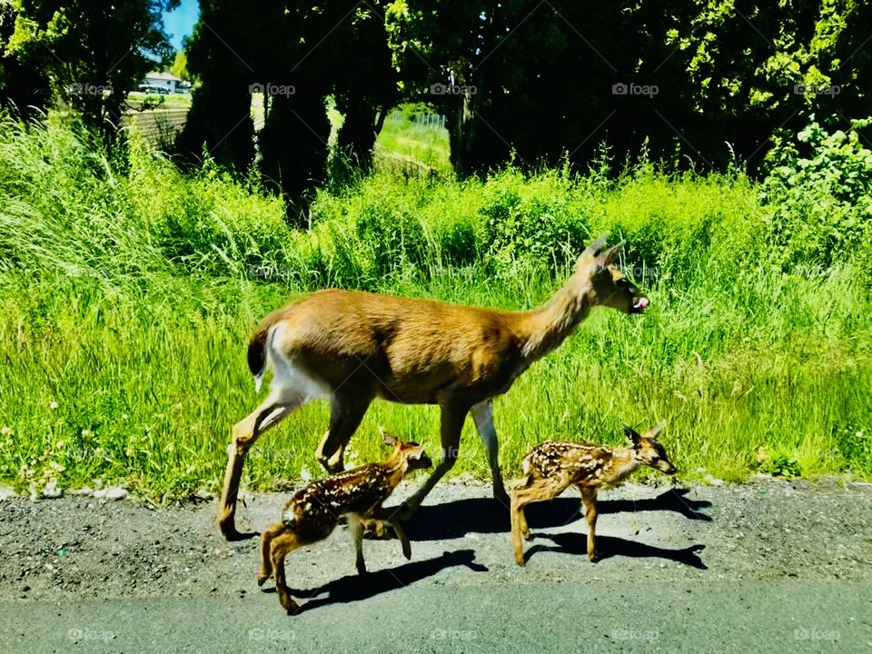 Family Of Deer