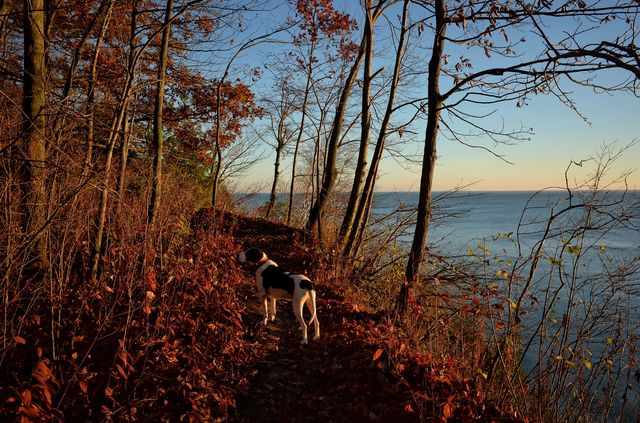 Coonhound Sunrise 