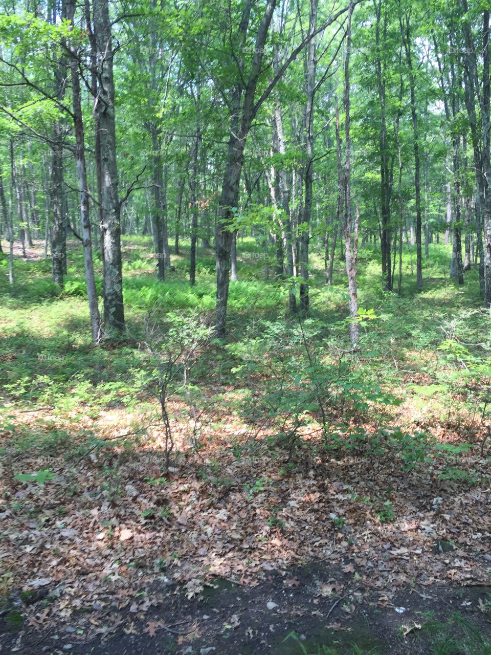 Wood, Landscape, Nature, Environment, Tree